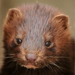 Up to 5% of #coronavirus infections in #Jutland, #Denmark may be a #mink mutation that could be resistant to a vaccine