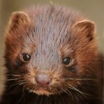 #Coronavirus infection spreads at #mink farms in #Sweden