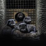 Italy announces temporary ban on #mink farming to prevent #coronavirus mutation