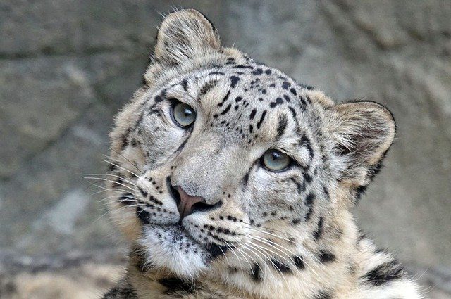 Snow leopards are the latest animals to be infected with coronavirus