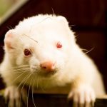 Natural #SARSCoV2 infection of ferrets in Spain