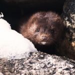 33% Utah mink farms have been hit with #COVID19 outbreaks. One farm manager dead with Covid-19. Farm cats and dogs infected.