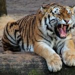 Minnesota tiger tests positive for Sars-Cov-2