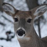 White-tailed deer are highly susceptible to #SarsCov2 infection