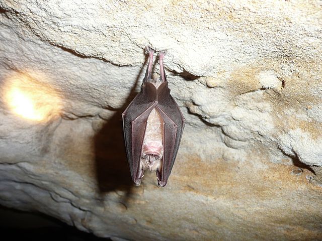 Bats in Thailand found with coronaviruses similar to Sars-cov-2