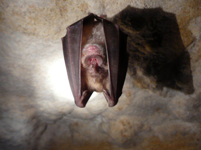 A novel SARS-CoV-2 related coronavirus in bats from Cambodia