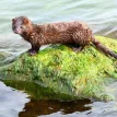 Two new sars-cov-2 variants found in American mink