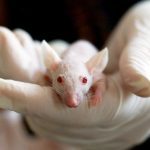 #Coronavirus attacks the brain and triggers severe #Covid19 disease in mice