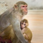 #Coronavirus #vaccine that has proven safe and effective in mice and monkeys