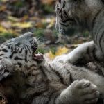 Two white tiger cubs die of coronavirus, Lahore zoo says