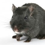 Urban rats tested for #coronavirus in Antwerp, Belgium
