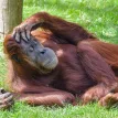 Orangutans and Bonobos receive vaccine at San Diego Zoo