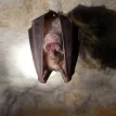 Novel Coronavirus found in bat in the UK