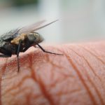 House flies can carry SARS-CoV-2 up to 24 hours after exposure