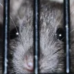 Possible rat or dog Covid mutations found in New York City wasterwater