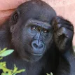 L452R mutation appears in CAL.20C, CAL.20A, B.1.429, B.1.232, and a gorilla in San Diego too