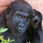 L452R mutation is present in more than 400 SARS-CoV-2 #coronavirus genomes isolated from over 20 countries (and a gorilla in San Diego Zoo too!)