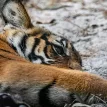 Two Malayan tigers test positive for coronavirus Covid-19 at Norfolk zoo, Virginia, USA