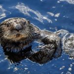 USA: Otters test positive for coronavirus at Georgia Aquarium