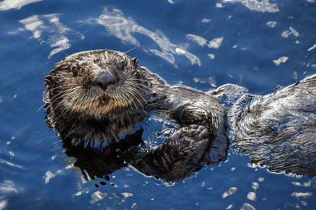 USA: Otters test positive for coronavirus at Georgia Aquarium
