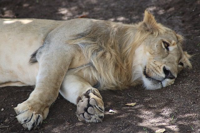 Asiatic Lions infected with coronavirus at Hyderabad zoo in India