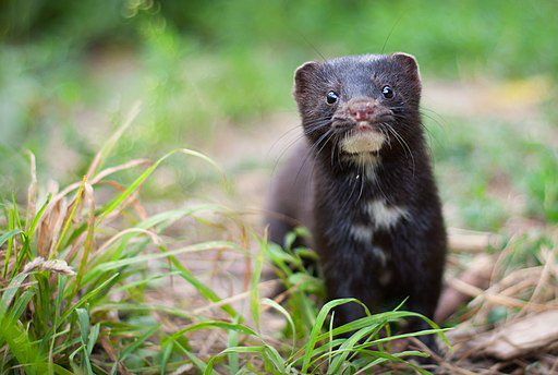 Denmark begins the exhumation of millions of covid infected mink