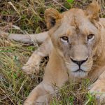 India: two lionesses at Etawah safari park test positive for #coronavirus