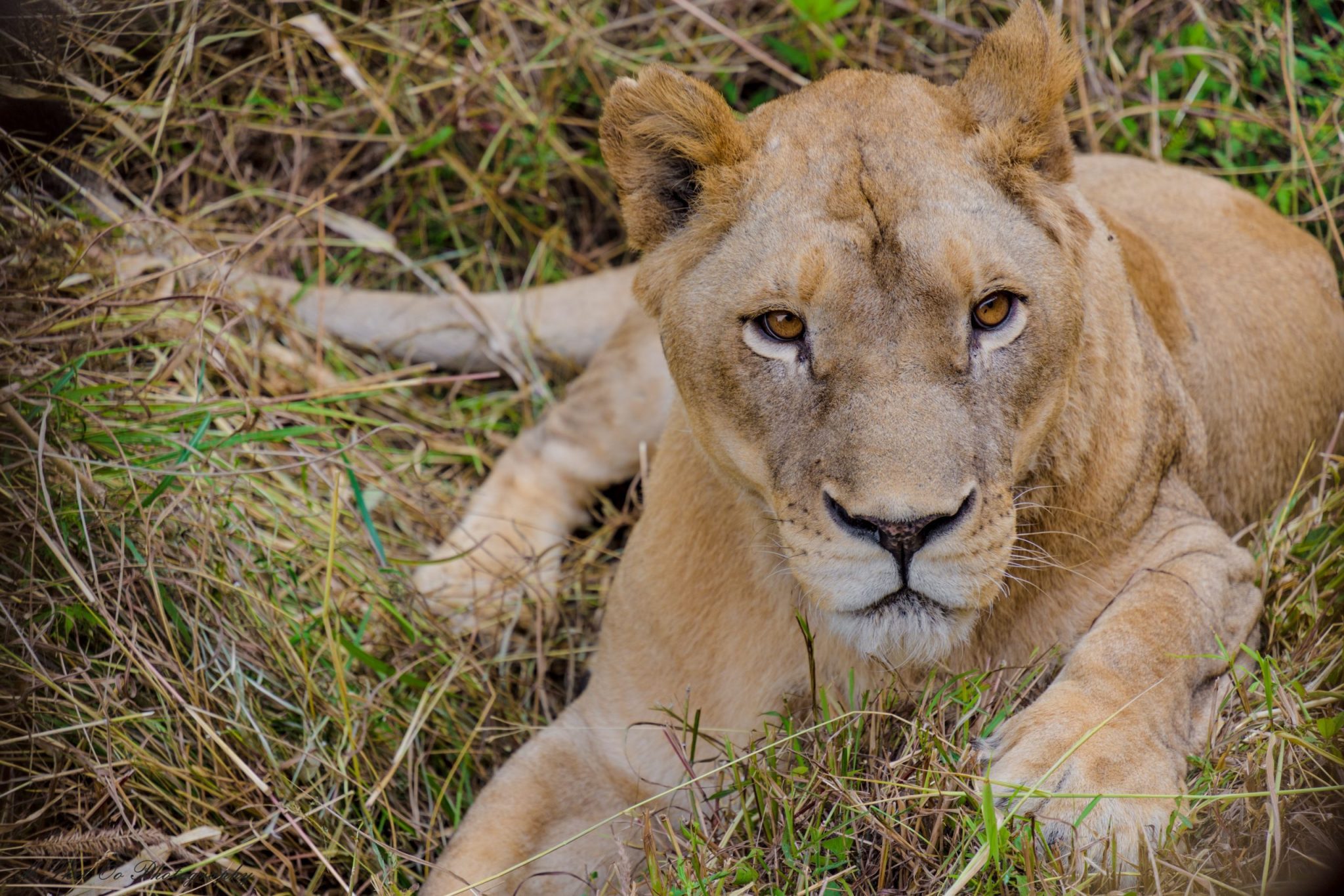 India: Two lionesses at Etawah safari park test positive for coronavirus