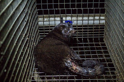 Poland pushing for mink farming ban in EU due to threat of uncontrollable Covid-19 mutations appearing on the farms