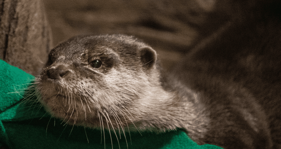 USA: Asian Small-Clawed Otters test positive for coronavirus In Georgia