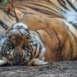 USA: Three Malayan tigers test positive for #coronavirus in Virginia