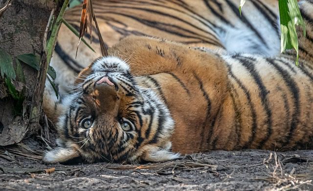Three Malayan tigers test positive for coronavirus in Georgia zoo, USA