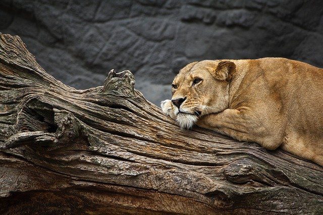 Two lionesses confirmed covid-19 positive at Etawah safari park in India are refusing food