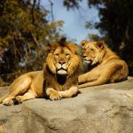 Sri Lanka: Lion at Dehiwala Zoo, Colombo confirmed positive for SARS-CoV-2
