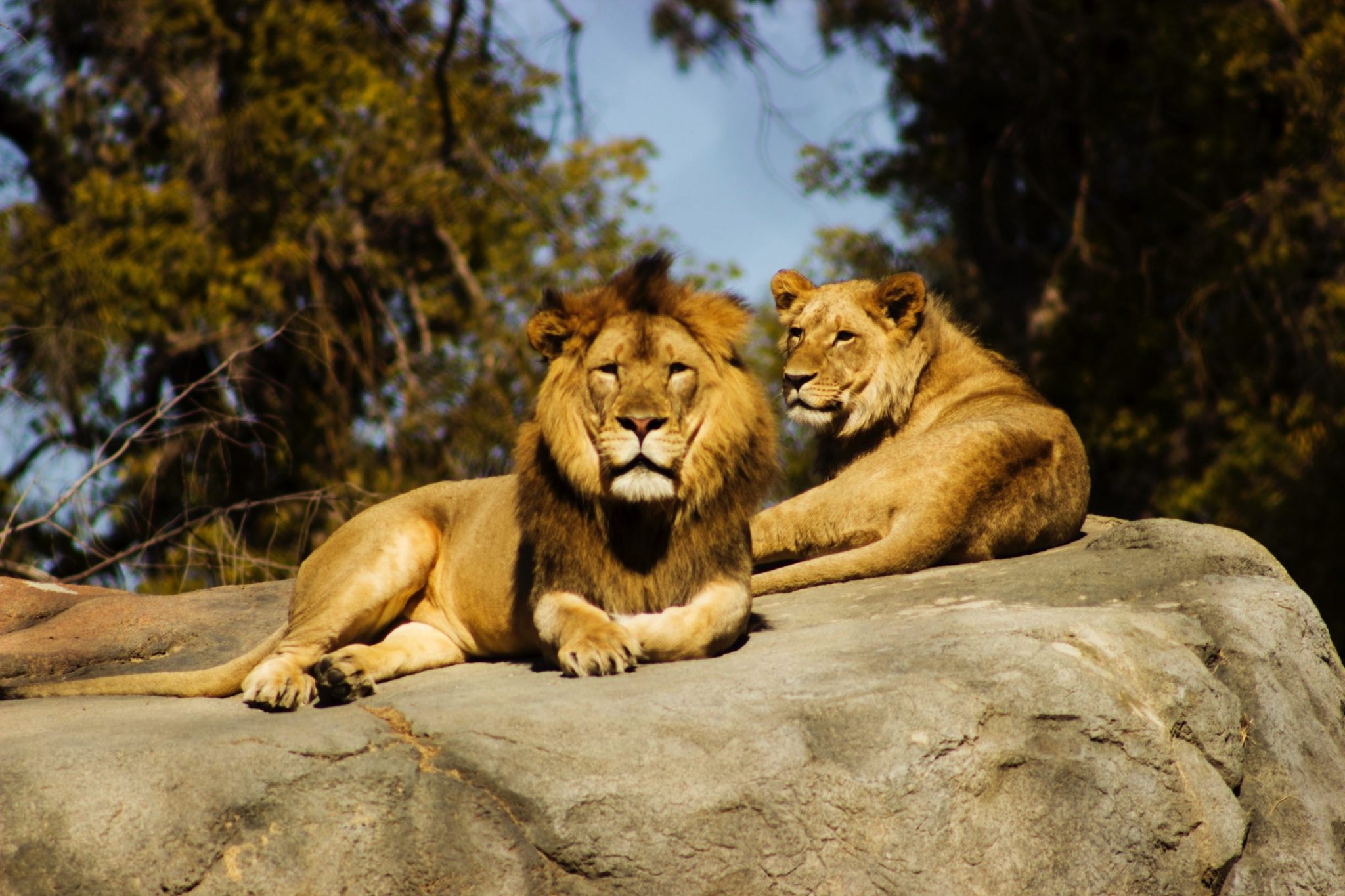 Sri Lanka: Lion at Dehiwala Zoo, Colombo confirmed positive for SARS-CoV-2