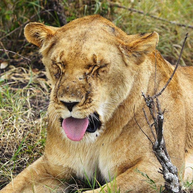 India: Neela the lioness dies of coronavirus infection at Vandalur zoo - UPDATED