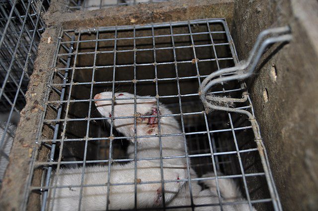 Canada reports Sars-Cov-2 transmission in mink from human to mink and mink to human