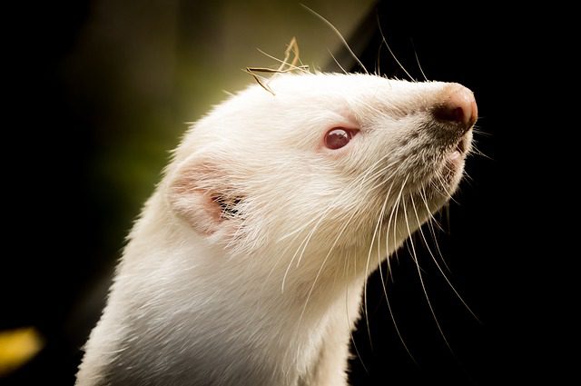 New UK registry for ferrets,mink,polecats,Stoats,mustelinae,hybrids