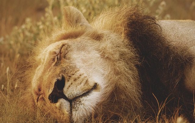 India: second lion dies of coronavirus at Vandalur Zoo near Chennai