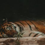 India: Shiva the tiger dies of suspected #coronavirus infection at Ranchi zoo - 9 other tigers suspected infected