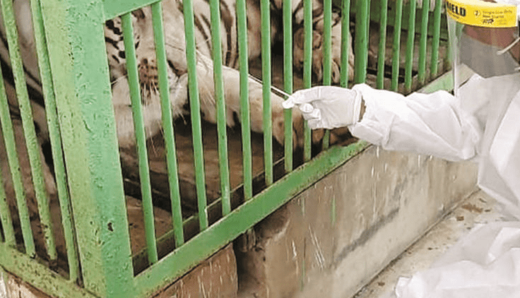 Zoo health worker collects swab sample of a White Tiger to test for coronavirus infection, at the Ranchi Zoo