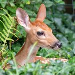 USA: Sars-CoV-2 antibodies detected in 33% of White-Tailed Deer samples