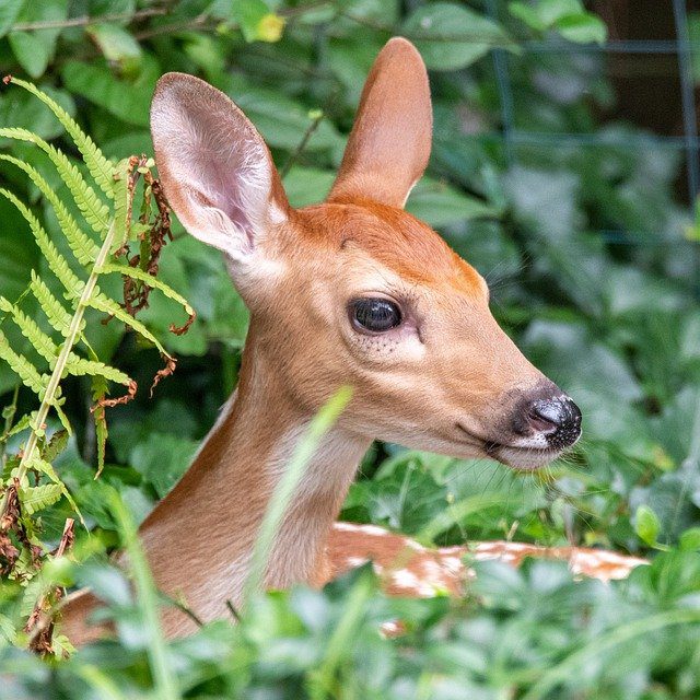 33 percent of white tailed deer have antibodies for Sars-CoV-2 in USDA study