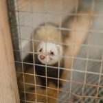 Spain: 6 pet ferrets found infected with #coronavirus