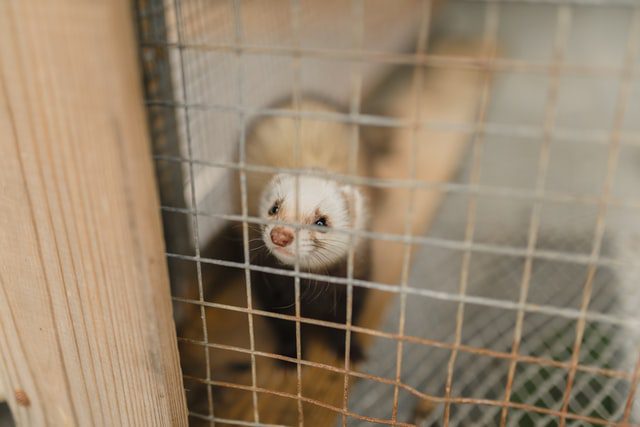 6 pet ferrets found infected with sars-cov-2 in Spain