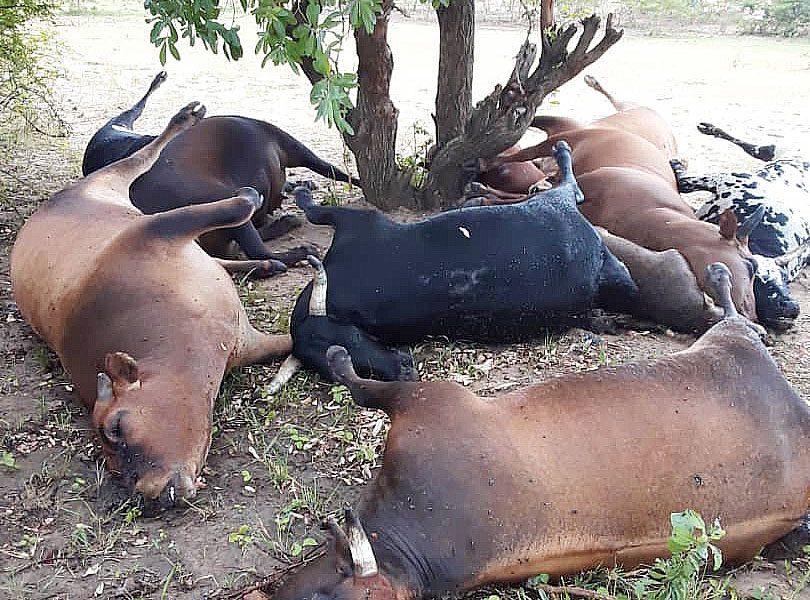Cattle dying in large numbers in Zimbabwe, villagers wonder if Covid-19 is reponsible