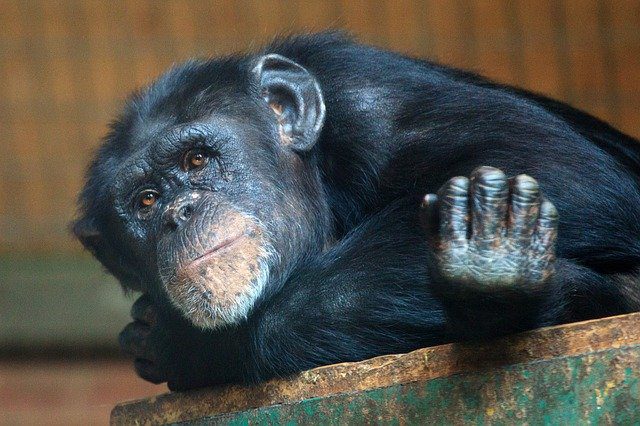 Chimps, bats, bears, pigs and bats to be vaccinated against Covid at Oakland Zoo in Califorina