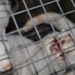 USA: All captive mink in Oregon must be vaccinated by 31st August 2021