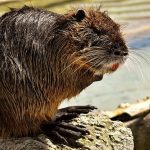 Mongolia: 7 beavers found infected with Delta variant Covid-19, 2 dead, in Ulaanbaatar