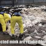 Denmark: It is too dangerous to resume mink breeding in 2022
